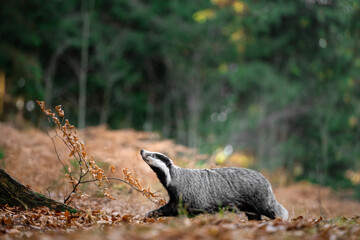 European badger (Meles meles) walking through autumn forest, low angle view of wild mammal among fallen leaves, natural woodland habitat, calm wildlife scene in European nature © Dagmar
