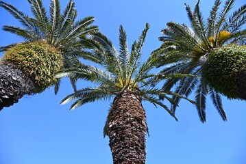 Palm trees.  Arecaceae tropical plants. In tropical regions, they are important tree, as a resource plant for food, beverages, medicine, and fiber.