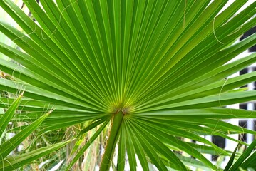 Fototapeta premium Palm trees. Arecaceae tropical plants. In tropical regions, they are important tree, as a resource plant for food, beverages, medicine, and fiber.