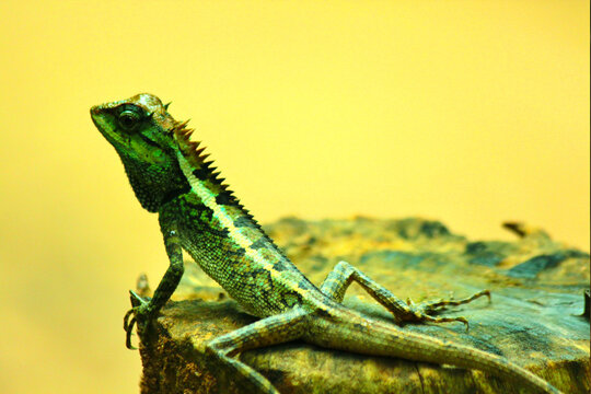 Forest crested lizard - calotes emma