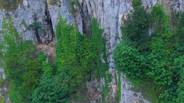 Griffon vultures perched on holm oaks in the coastal landscape of San Juli&aacute;n in the Liendo Valley. Cantabrian Sea. Cantabria. Spain. Europe