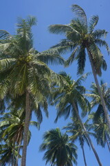 Fototapeta premium palm trees against blue sky