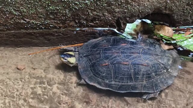 Indian black wild freshwater turtle aquatic and reptile animal swimming under water. Ecosystem, wildlife, environment, biodiversity and habitat conservation concept. Closeup top view.