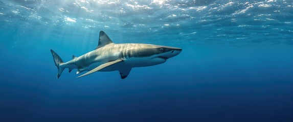 Fototapeta premium Guadalupe Island Mexico: Great White Shark Sightings