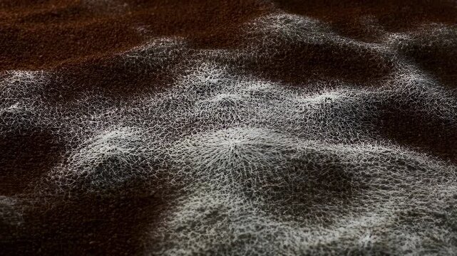Close-up of intricate white mold patterns growing on dark soil. Represents the natural process of decomposition and ecosystem balance