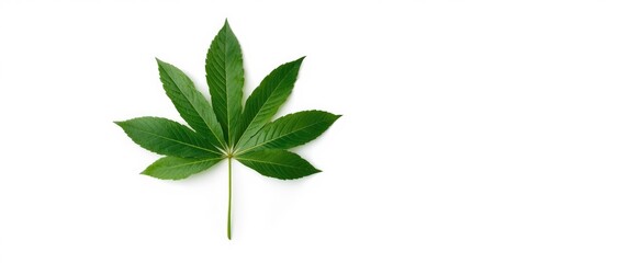 Green turmeric leaves (Curcuma longa) and ginger herbal plant isolated on white background, clipping path included