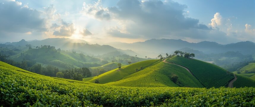 An Impressive View of the Gorgeously Landscaped Tea Plantation in the Western Ghats