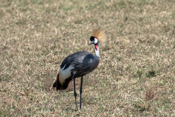 Fototapeta premium Grey crowned crane, Ngorongoro crater, Tanzania