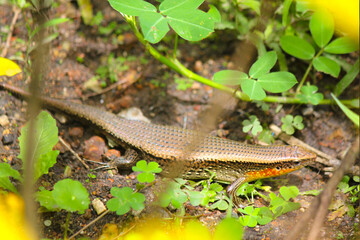 Eutropis multifasciata, commonly known as the East Indian brown mabuya, many-lined sun skink, many-striped skink, common sun skink or as golden skink, is a species of skink that inhabits an extensive 