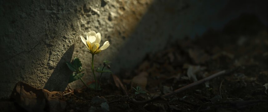 Nature Prevails: A flower rises despite the probabilities and concrete surroundings