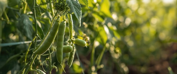 Obraz premium Peas maturing on the farm