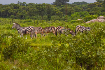 Fototapeta premium Zebras among green foliage in a nature reserve in Africa