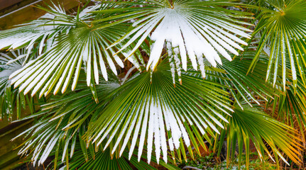 Garden with flagstones, trees and bushes covered in snow in winter, Almere, Flevoland, Netherlands