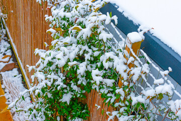 Garden with flagstones, trees and bushes covered in snow in winter, Almere, Flevoland, Netherlands