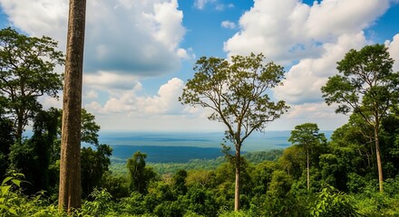 Obraz premium Scenic forest overlook with cloudy skies