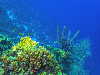 Fototapeta premium Caribbean coral garden, underwater Bonaire