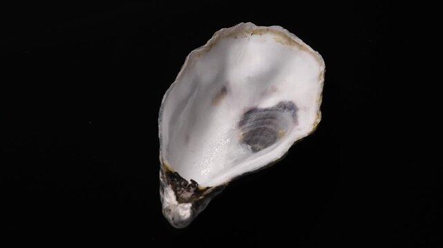 One oyster shell isolated on black background, macro shot of open fresh french Fine de Claire oyster, rotation. Gourmet food. Top view. Seafood. Macro shot, slow motion