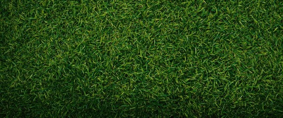 Fototapeta premium Nature background featuring green grass texture