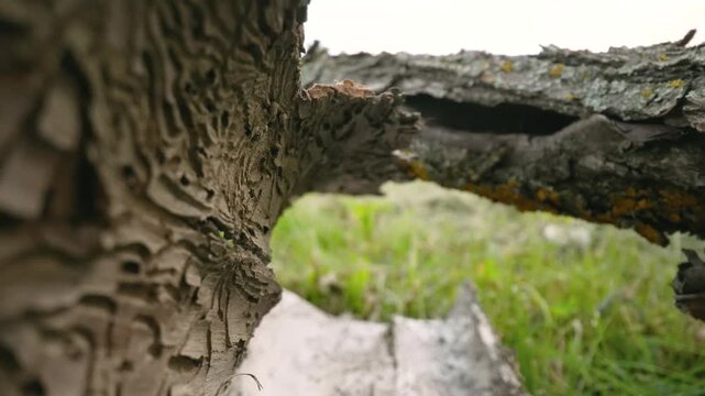 Macro view moving backward through a hollow log, revealing intricate patterns of bark beetle galleries. Green grass is visible outside
