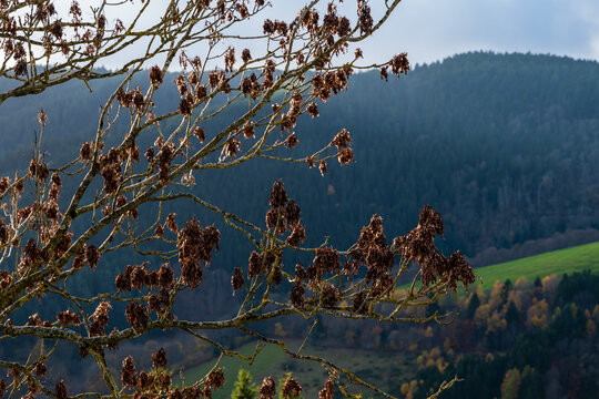 Les samares du fr&ecirc;ne patientent sur les rameaux de novembre, CEA, Grand Est, France