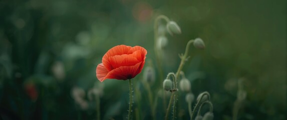 Red poppy flower in close-up, surrounded by greenery and unopened buds, captured in dark key photography, spring still life with bokeh