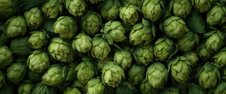 Close up background pattern of green hops, herbal medicine component, full frame, elevated top view