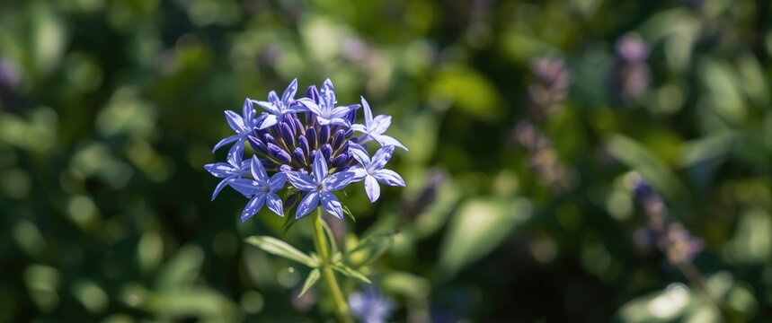 Starflower (Borago officinalis): Borage Species with Edible, Bright Blue, Star-Shaped Flowers