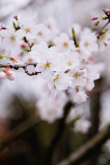 Cherry blossoms on blurred background
