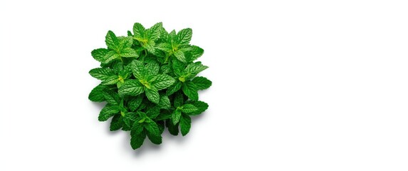Obraz premium Chocolate mint leaves with clipping path, isolated on white background, garden plant, no shadow