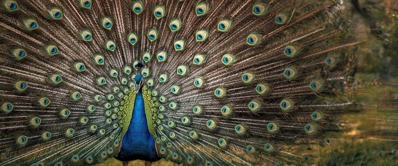 Obraz premium Macro photograph of a peacock displaying its feathers