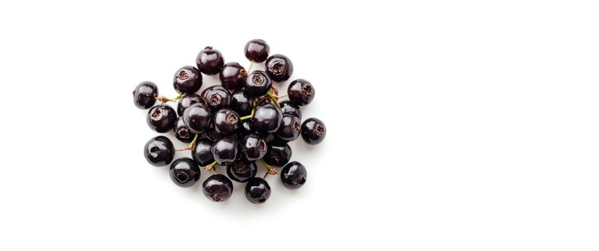 Black elderberry, ripe and isolated on white background. Sambucus. Top perspective