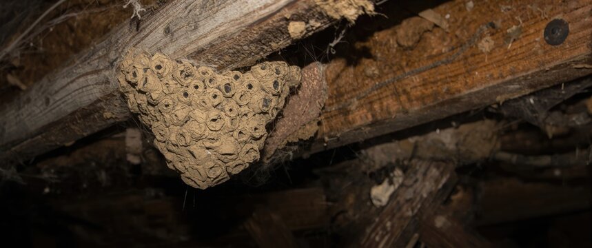 Old attic with mud dauber wasp nest on wooden beam illustrating pest issues and home upkeep challenges