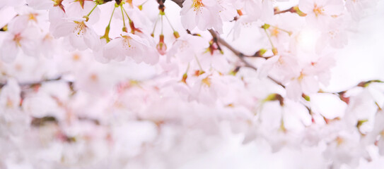 Cherry blossoms macro flowers, blurred background