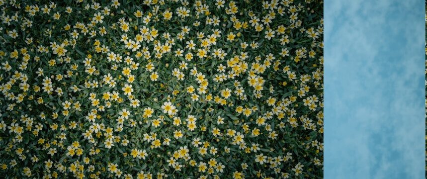 Flowers from Sparaxis Ker Gaw