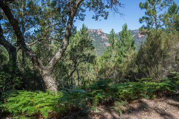 Fototapeta premium Oak and ferns, Provence, France