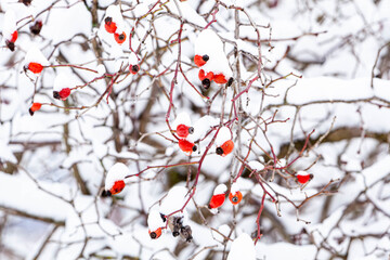 Red Winter Berries Covered with Snow on Branch Close-up of red berries hanging on a snowy branch during winter, symbolizing cold weather, resilience, and seasonal nature