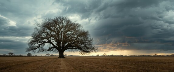 Dwingelderveld, Netherlands: Oak tree under storm clouds and intense hail