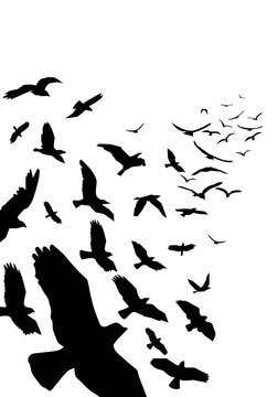 Silhouettes of birds, flat vector poster