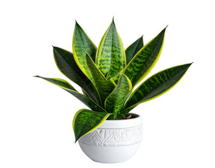  Snake plant png succulent plant png indoor snake plant png modern snake plant png transparent background. More by ARNIKA ISLAM 