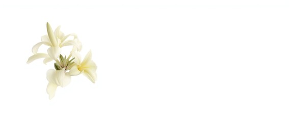 Frangipani flower in yellow, isolated against a white background