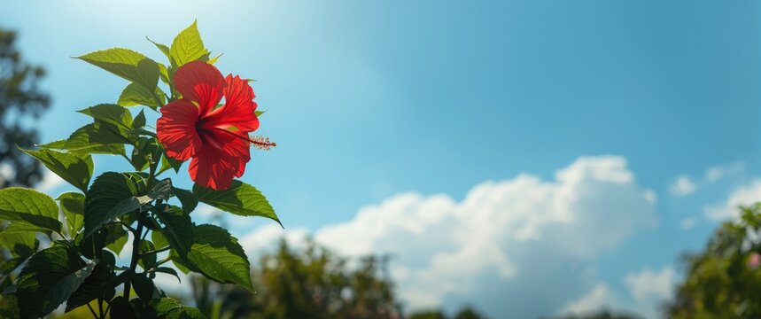 Blue sky background with hibiscus plant