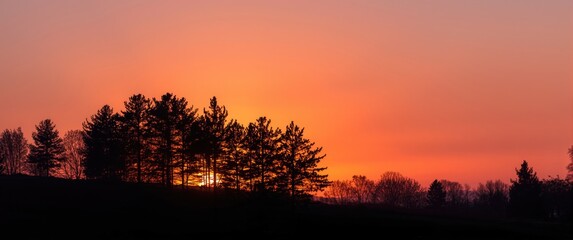 Obraz premium Sunset Scene Featuring Pine Tree Silhouettes