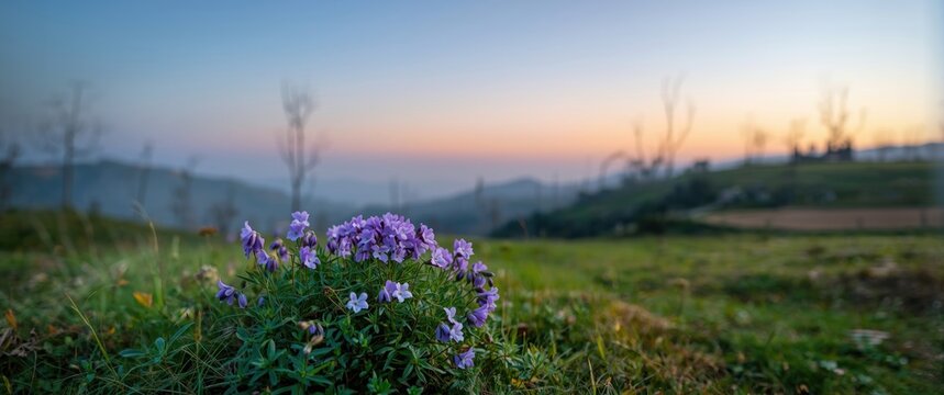 Among spring foliage, fragile violets bloom, softly speaking of nature's revival