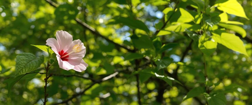 Drummond's Wood Sorrel and Chinese hibiscus or rubro plenus