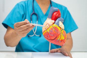 Cardiovascular disease CVD, doctor with heart human model.