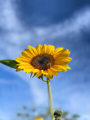 sunflower against blue sky