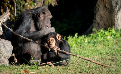 Tender chimpanzee mother grooming curious baby with stick