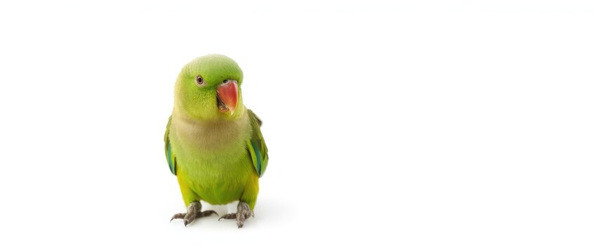 Perched bird with a white backdrop