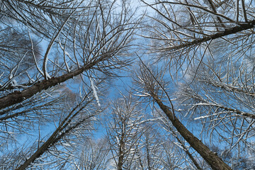 Obraz premium Bright sunlight highlights frostcovered twigs and branches beautifully, Clear natural landscape with sunlight illuminating frost encrusted tree branches and twigs smoothly