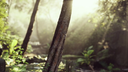 Fototapeta premium Sun rays shining through the fog in a dense tropical forest, illuminating the trees.